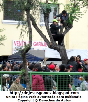 Peruanos trepados Foto de peruanos trepados en el arbol para ver el Desfile Gran Parada Militar Peru por Jesus Gomez