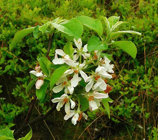 Czeremcha pospolita (Prunus padus). Czeremcha pospolita (Prunus padus).