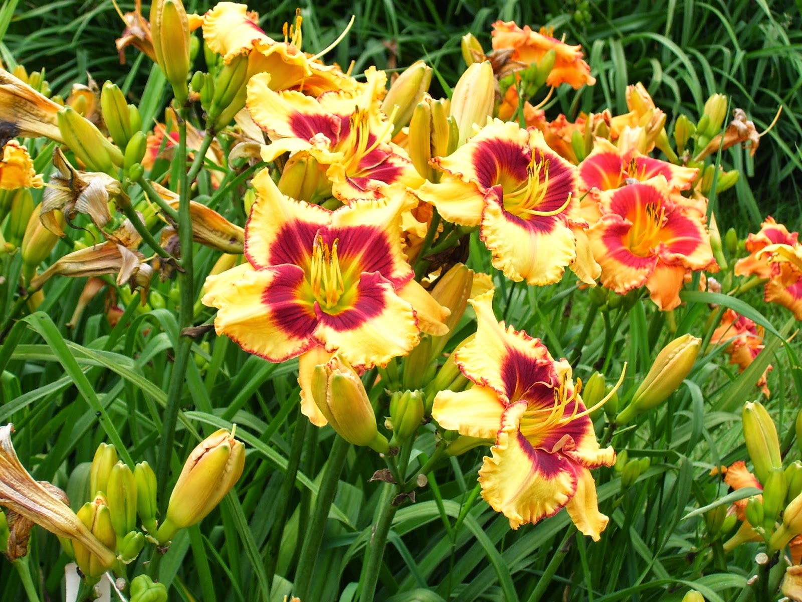 Talking to Plants A Visit with Dr. Darrel Apps, and Of