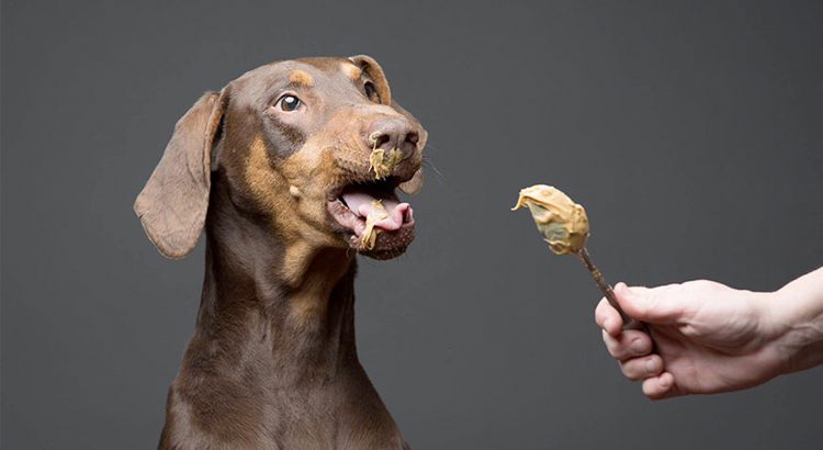 peanut butter dangerous to dogs