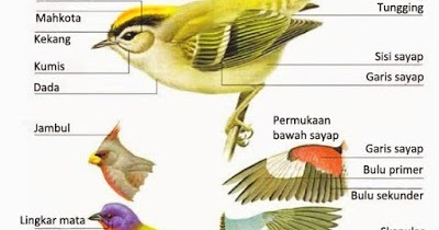 Ciri Dan Struktur Morfologi Topografi Kelas Aves Artikel Lengkap Kampung Ilmu Artikel Motivasi Motivasi Belajar Materi Pelajaran