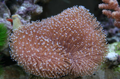 coral sarcophyton glaucum coral sarcophyton glaucum