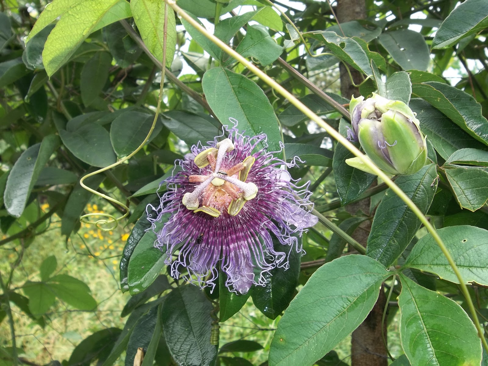 Trilhas do Capim Dourado: FLOR DE MARACUJÁ