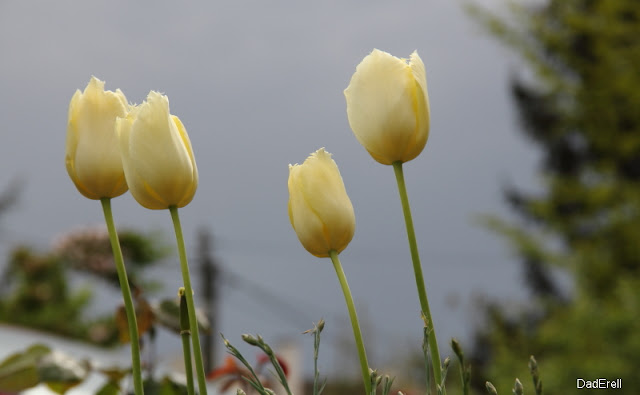 Tulipes