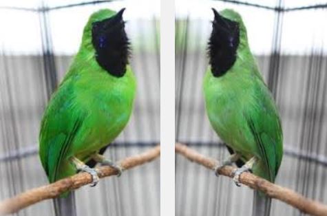 Daftar Harga Burung Kicau Di Sulawesi Selatan Pasaran Terbaru