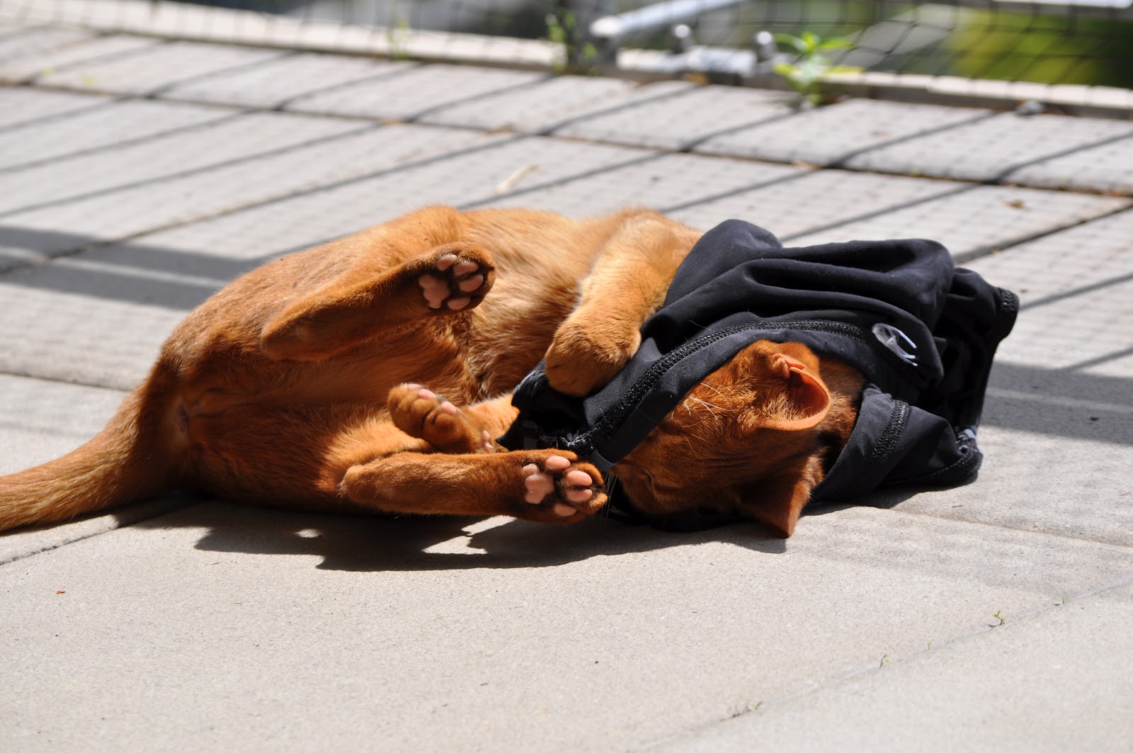 Cat in bathing suit Katze in Badehosen... Cat Images Free