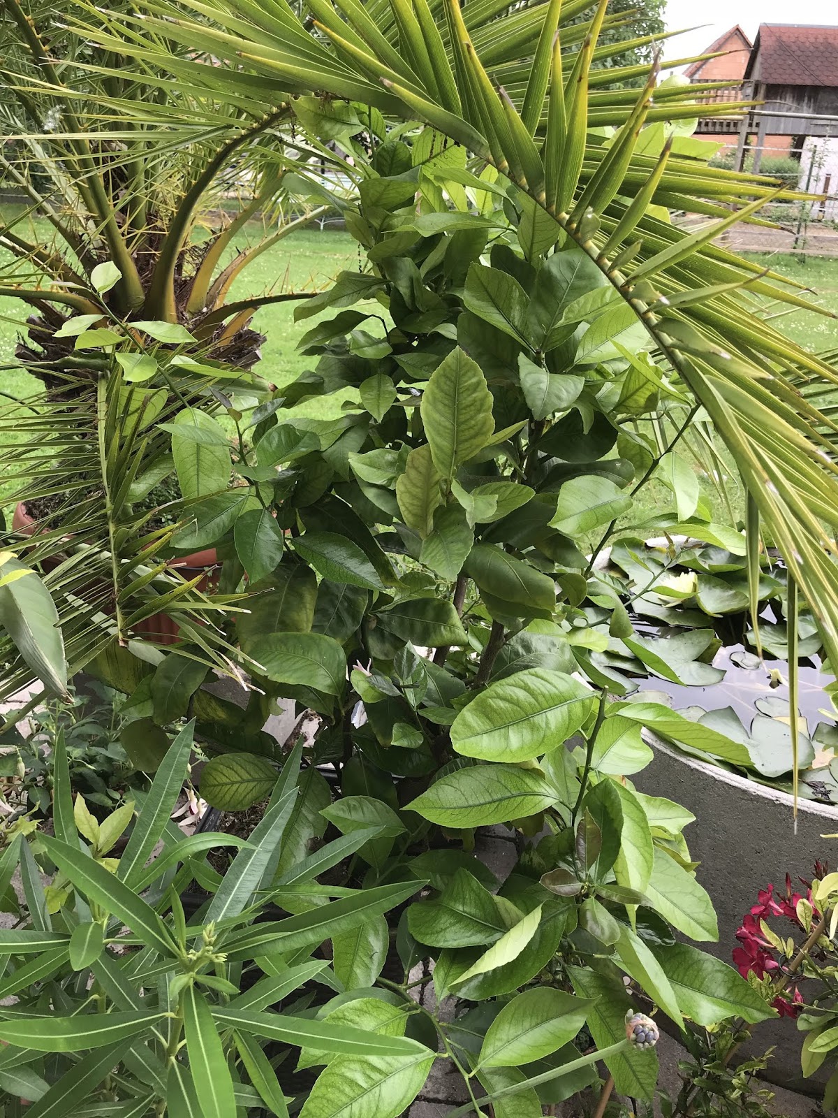 Achimsgarten Der Selbstversorger Und Garten Blog Page 20 Chan