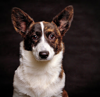 white and brown cardigan welsh corgi, cute puppy pictures