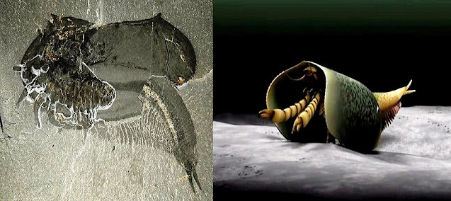 Ancient Anthropod With Gnarly Claws Discovered in Burgess Shale
