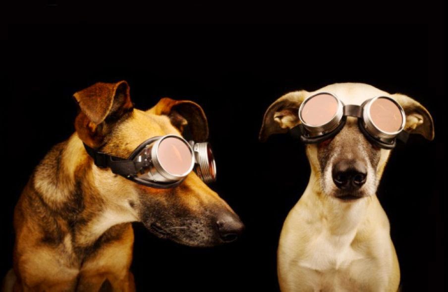 Dogs in 3D Glasses