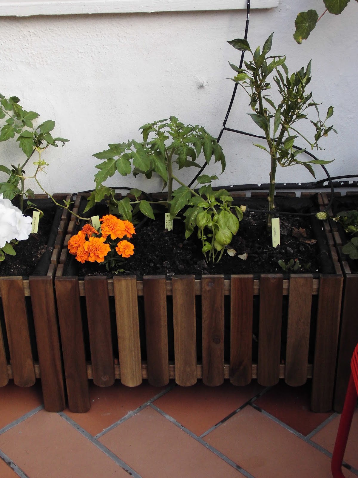 Un Huerto En El Patio