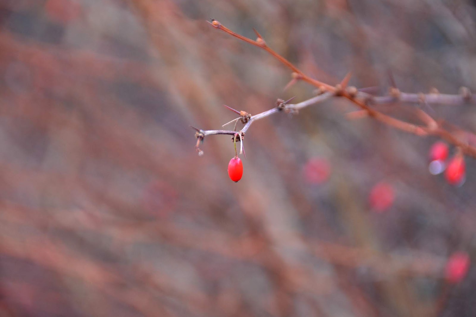 Berberis Thunbergii Rose Glow 1 Arbrisseau Achetez En Ligne Sur