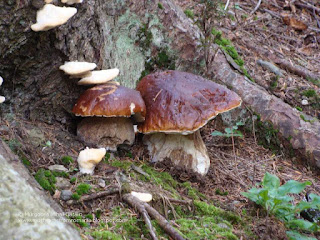 Boletus edulis DSC149484