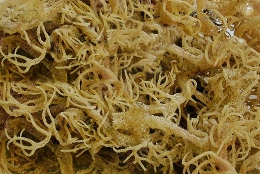 Manfaat dan Cara Mengolah Rumput Laut Kering Untuk