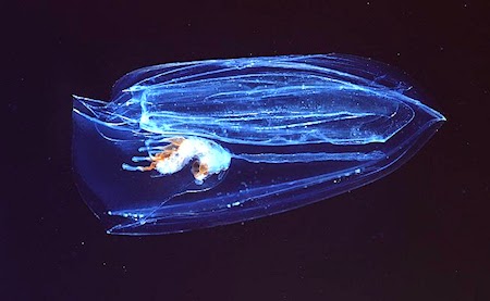 String Creature The Presurfer: The 100-Foot Sea Critter That Deploys A Net Of Death