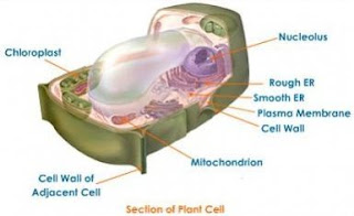 Dinding sel pada perbedaan hewan dan tumbuhan