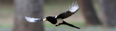 Yellow-billed Magpie