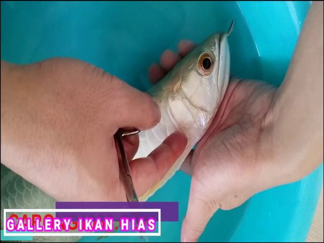 Gambar Insang Ikan Lengkap dengan Bagan Alur Pernafasan Gambar Insang Ikan Lengkap dengan Bagan Alur Pernafasan
