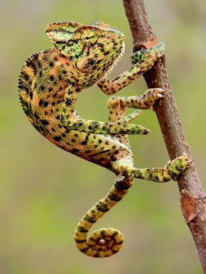 Chameleon on the Tree