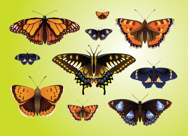 Free Realistic Butterfly Vectors Graphics