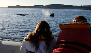 Avistaje de ballenas al atardecer Sunset en Peninsula Valdés