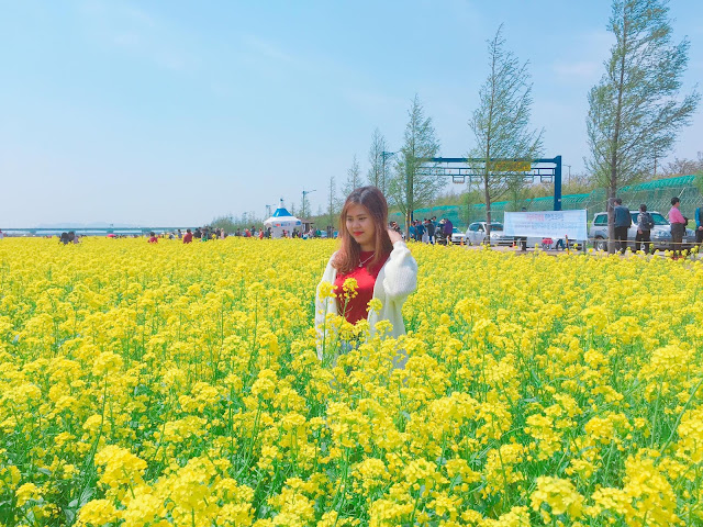 Cùng Du Học Sinh Việt Nam ngắm lễ hội hoa cải tại Busan Hàn Quốc