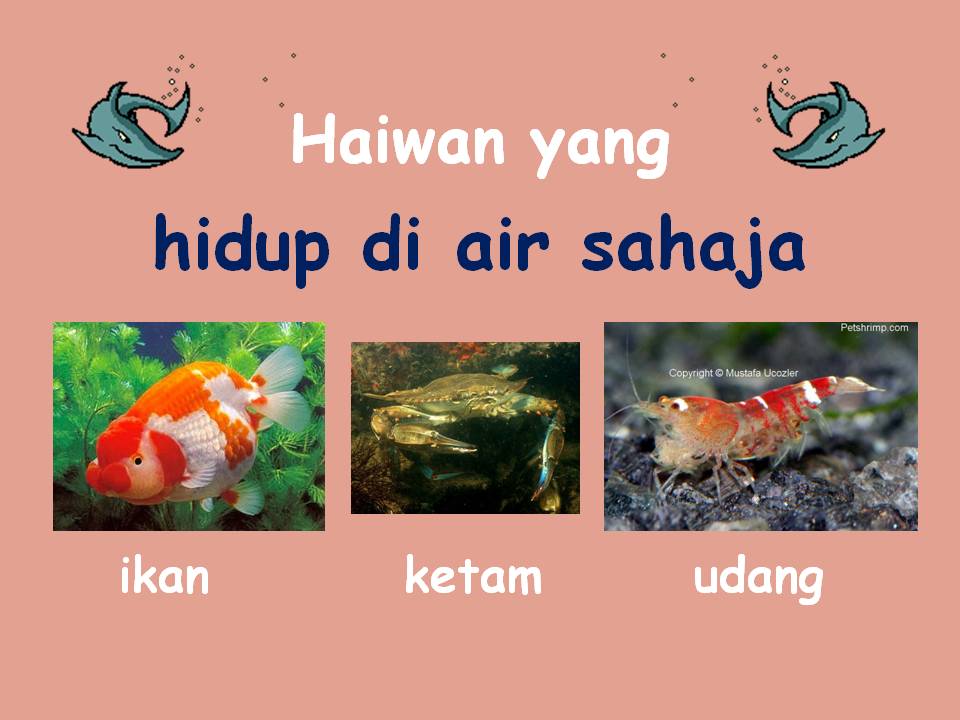 Bahasa Malaysia Tahap Satu Bahasa Malaysia Habitat Haiwan
