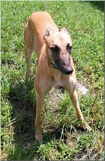 Casey outside at Friends of Greyhounds