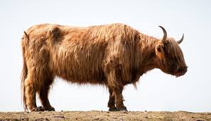 Highlander ox images