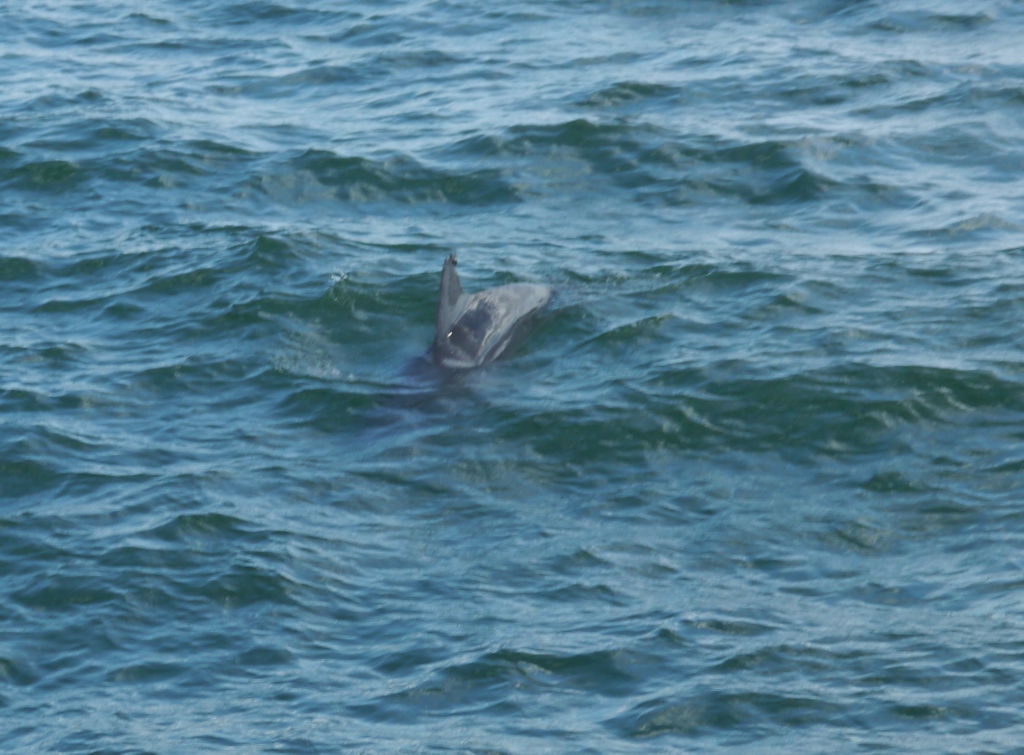  Naples Floride Pier Plage dauphins