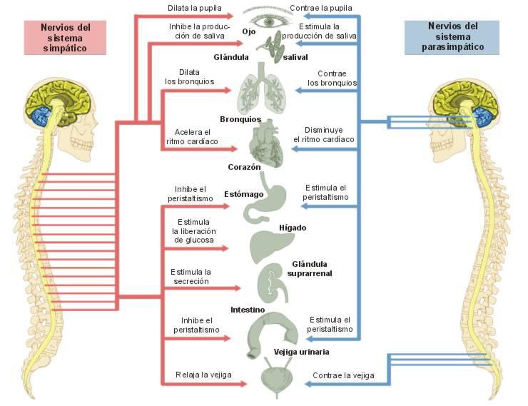 Fisiologia Medica Diferencias Anatomicas Y Funcionales Del SNA fisiologia-medica-diferencias-anatomicas-y-funcionales-del-sna