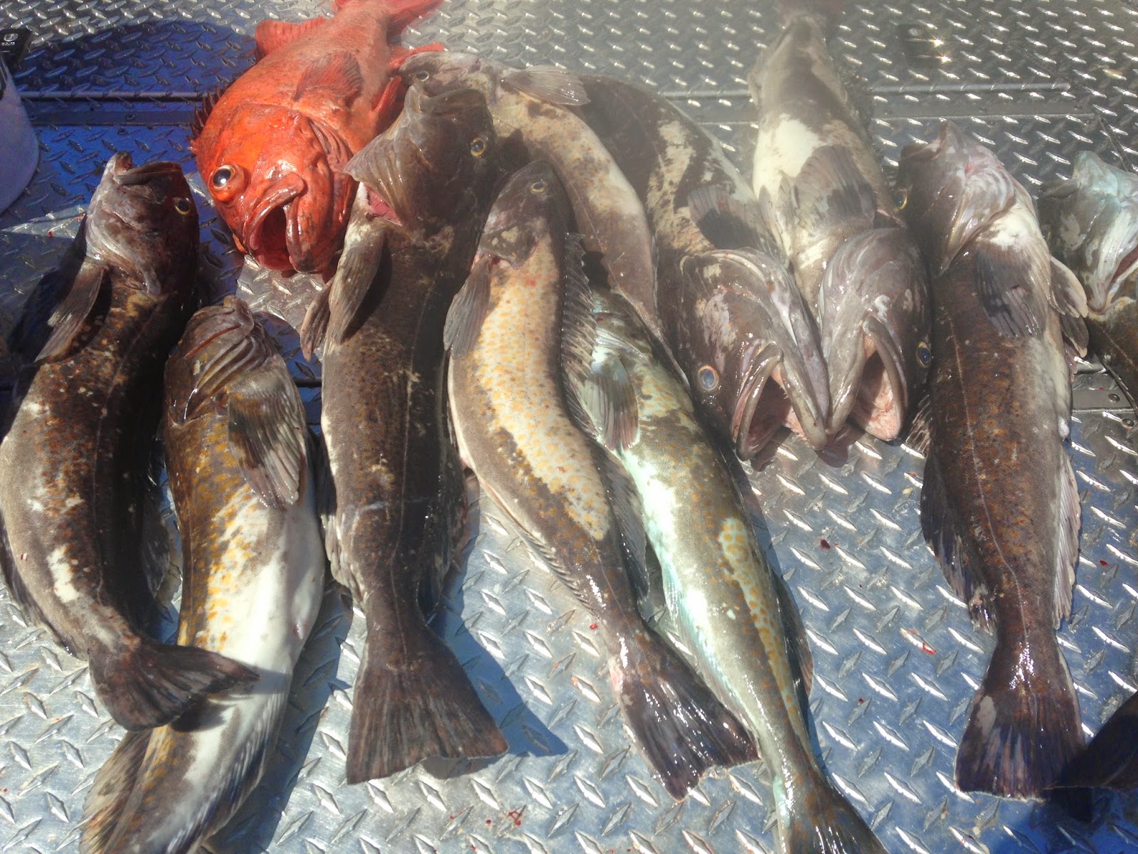 Brookings, Oregon, Fishing Charters Limits of lingcod, rockfish out of Brookings (4282015)