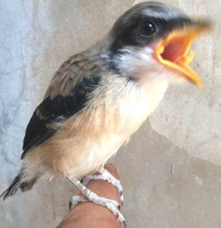 Burung Cendet - Penyakit Dubur yang Keluar Dari Burung - Penagkaran Burung Cendet