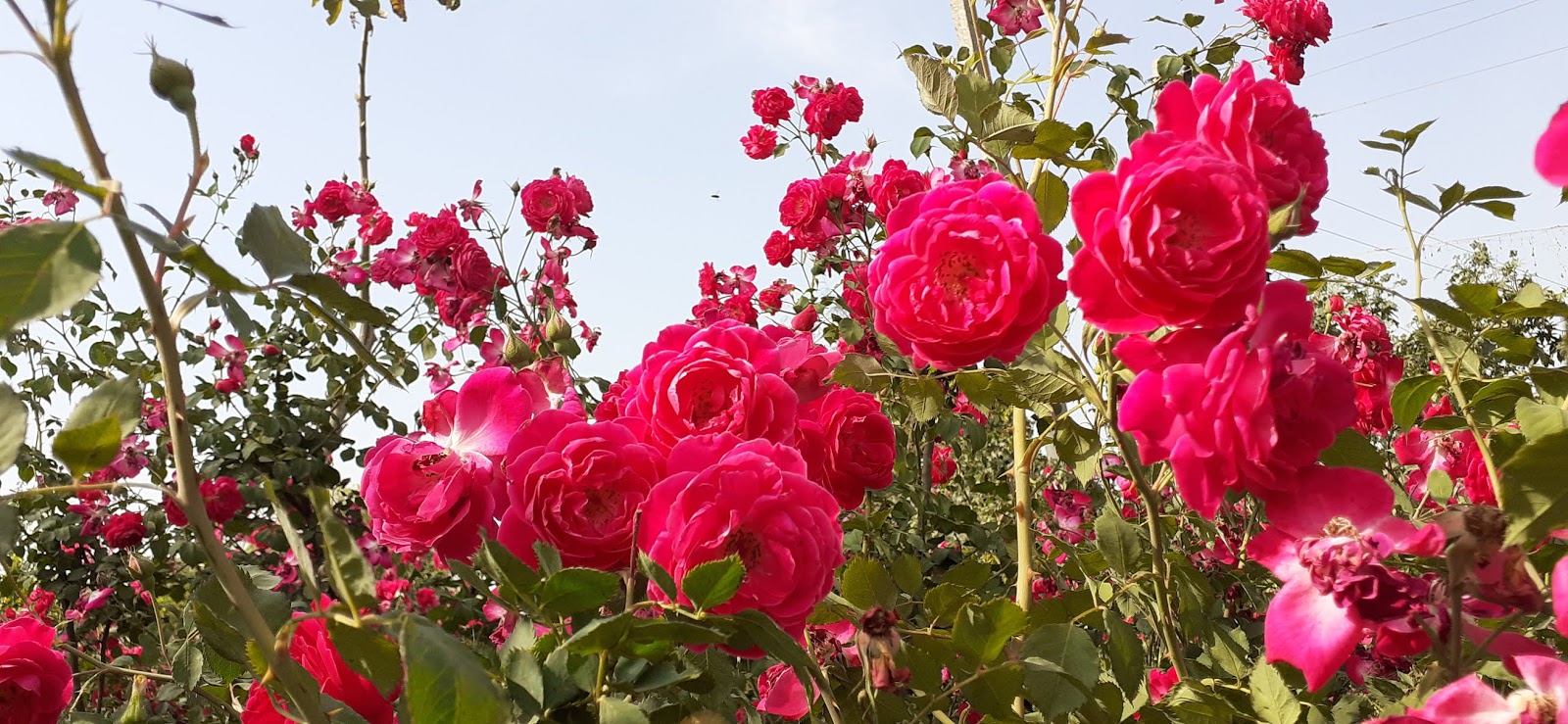 Plants Growing In My Potted Garden How To Choose And Pick A