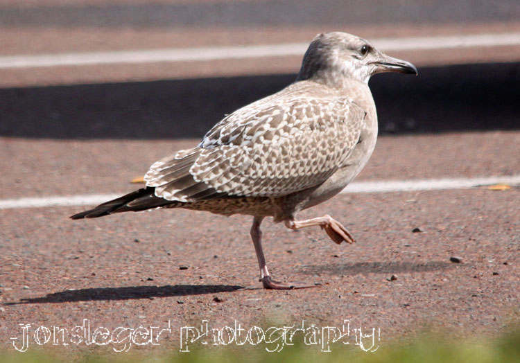 Northern Illinois Birder Herring Gulls in Grand Marais, MN
