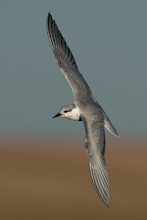 Fumarel cariblanco, Chlidonias hybrida, Whiskered Tern