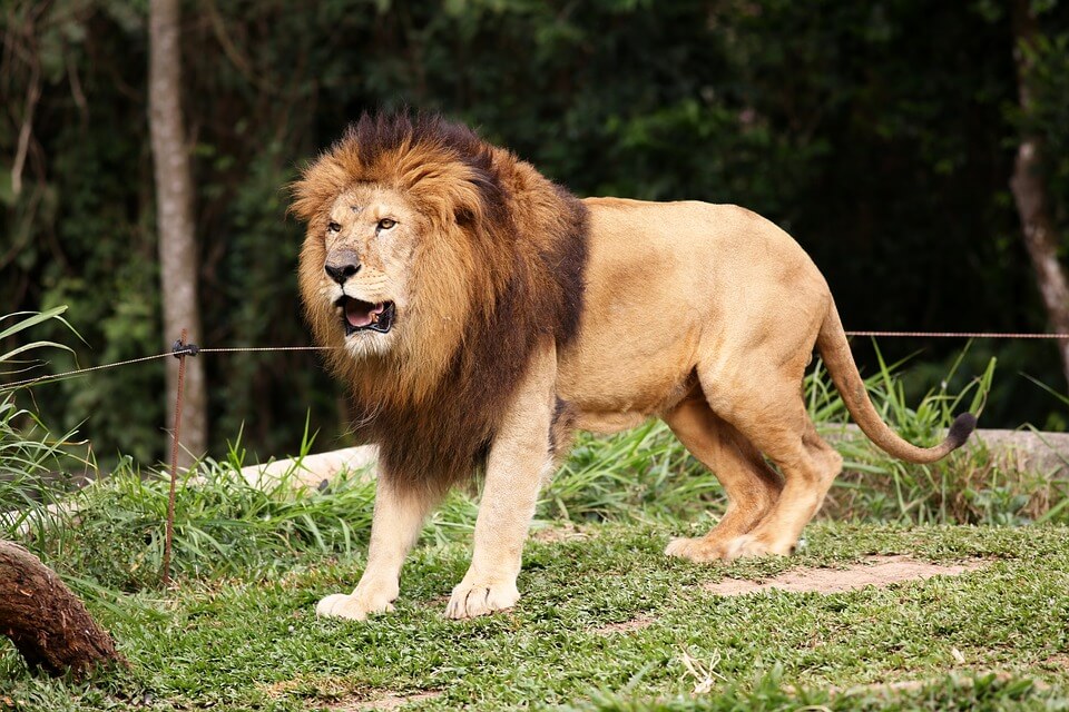 A Funny Story in Urdu - The King of Jungle in Dubai | Funny Stories - Make  One Smile