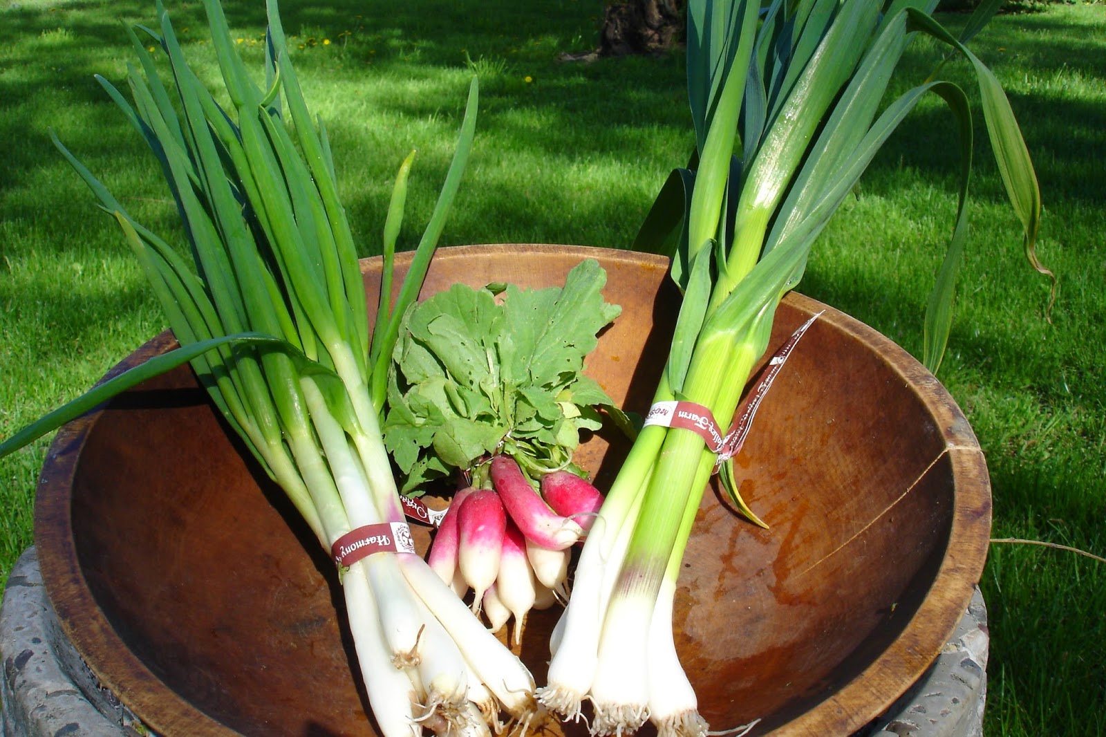 Harmony Valley Farm Vegetable Feature Onions
