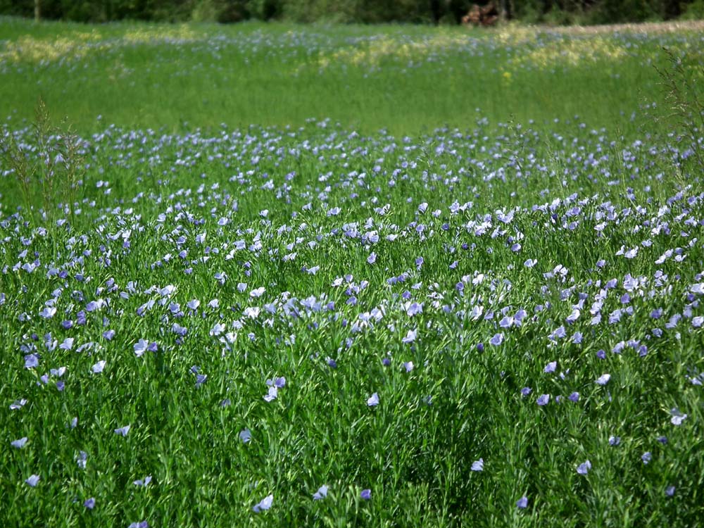 Days on the Claise Flax Cultivation in the Touraine