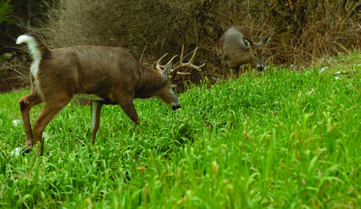 Whitetail Institute Whitetail Oats Plus Adds New Dimension to Food