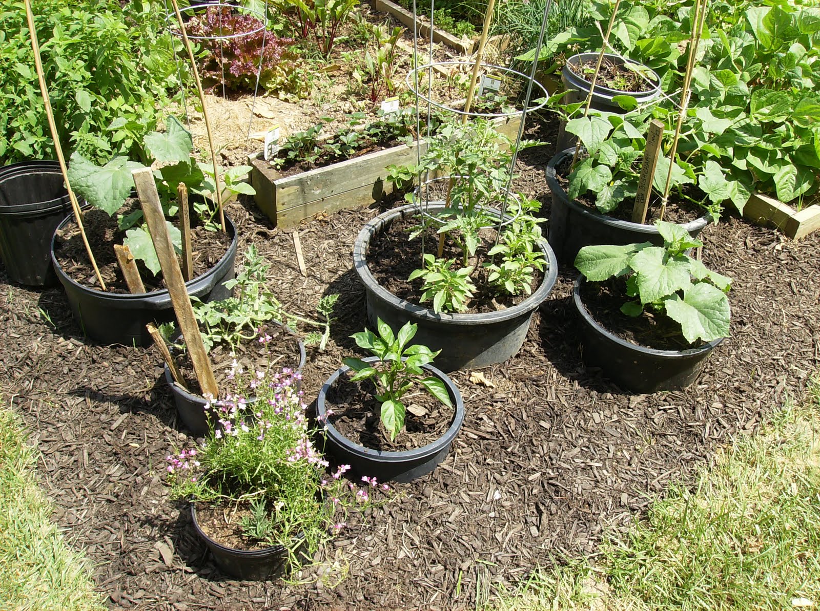 The Rusted Vegetable Garden