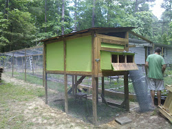 coop chicken nesting boxes chatter tour garden vegetable open