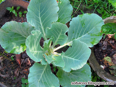 cabbage.jpg