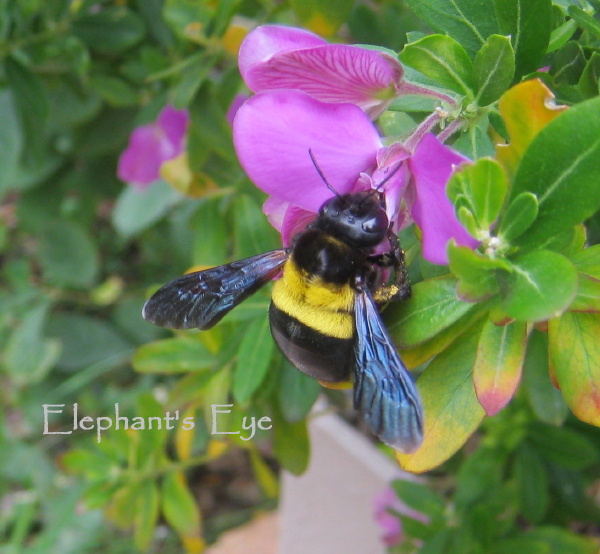 Female carpenter bee on Septemberbossie