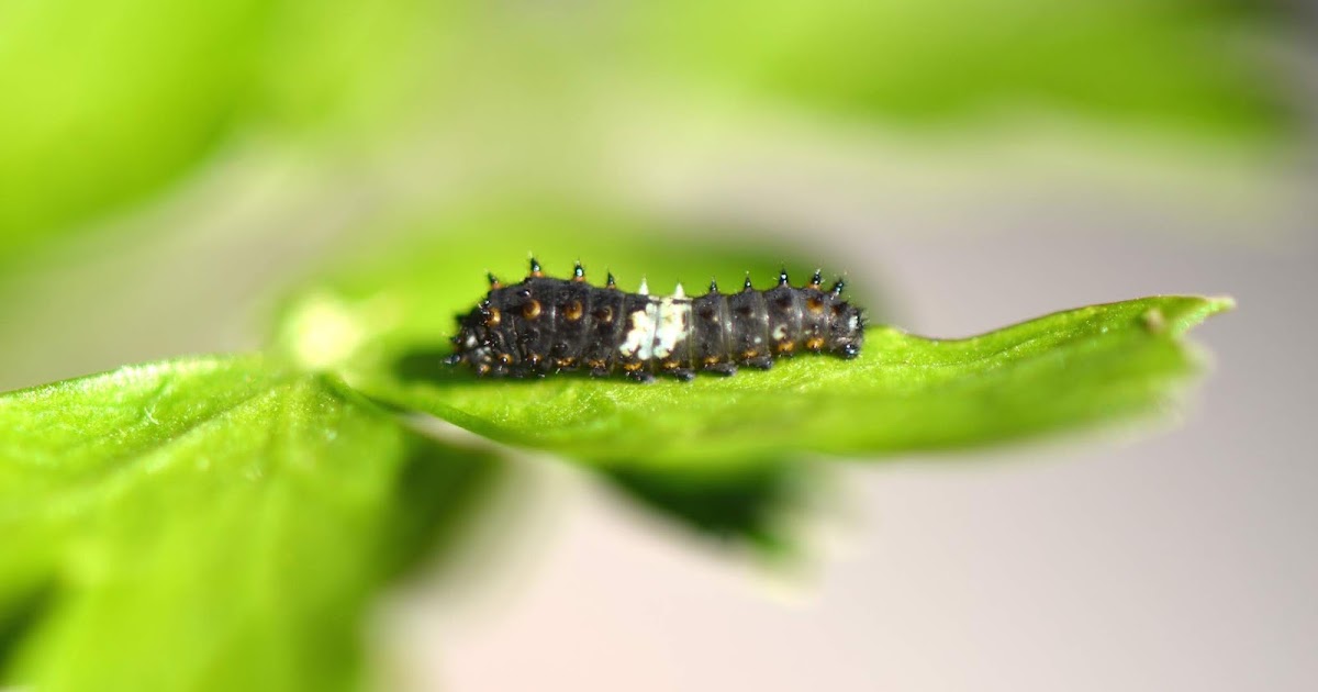 Urban Wildlife Guide Caterpillar Decisions