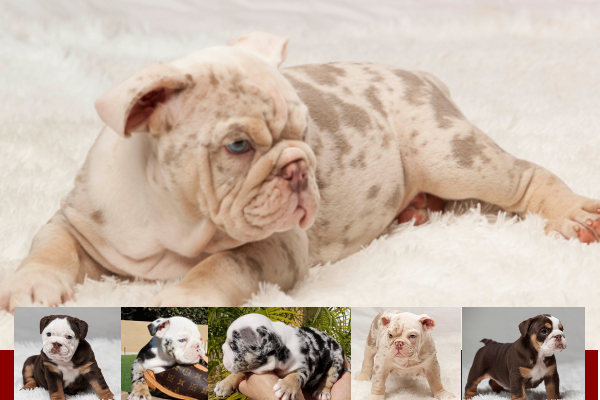 chocolate merle english bulldog