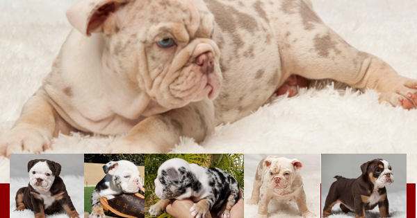 tri color english bulldog price