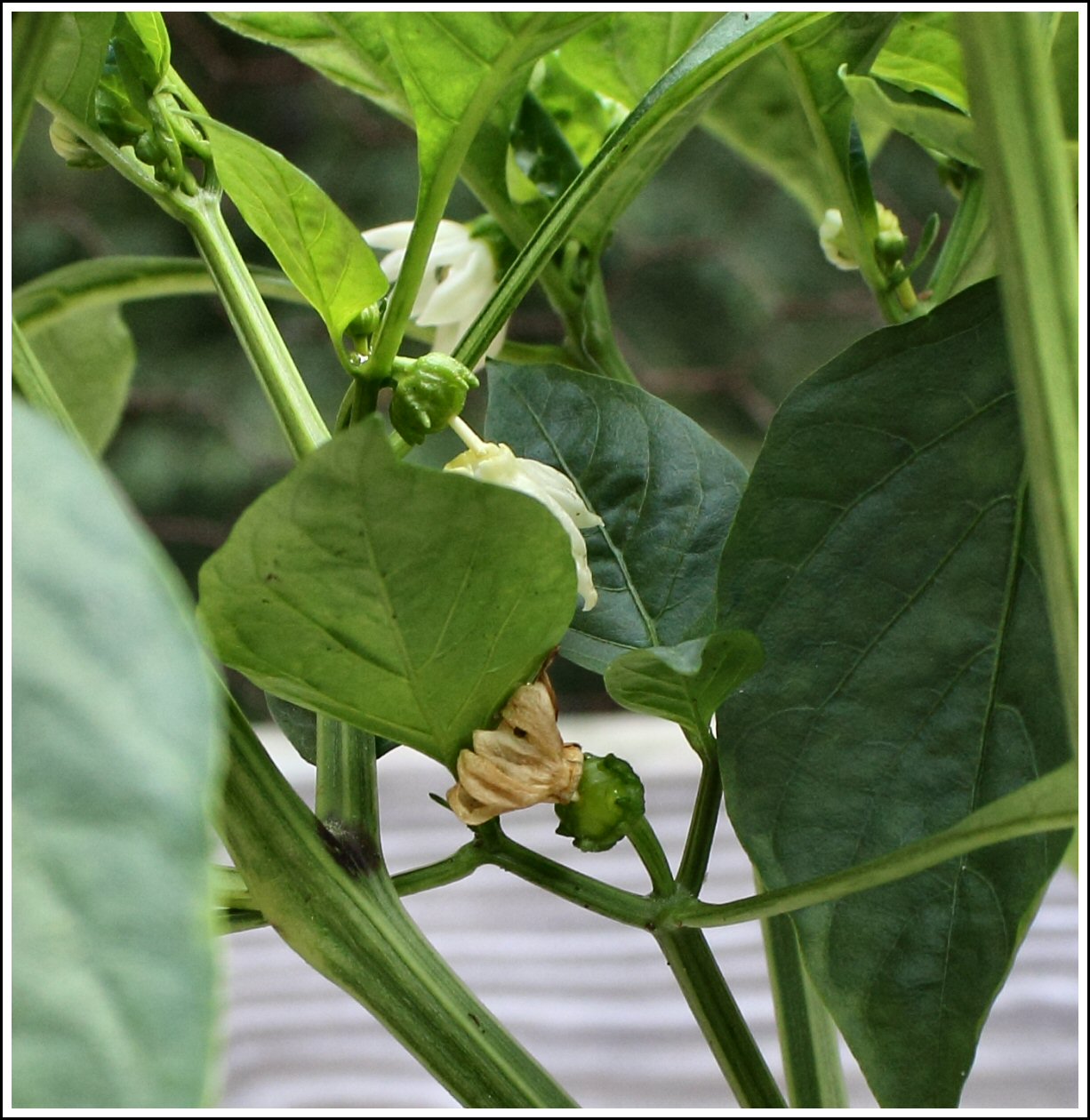 Texas Adventures in New England Deck Garden and Pests