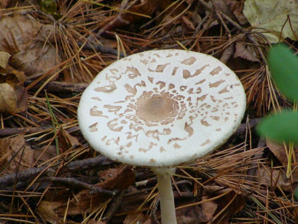 Macrolepiota mastoidea DSC24855