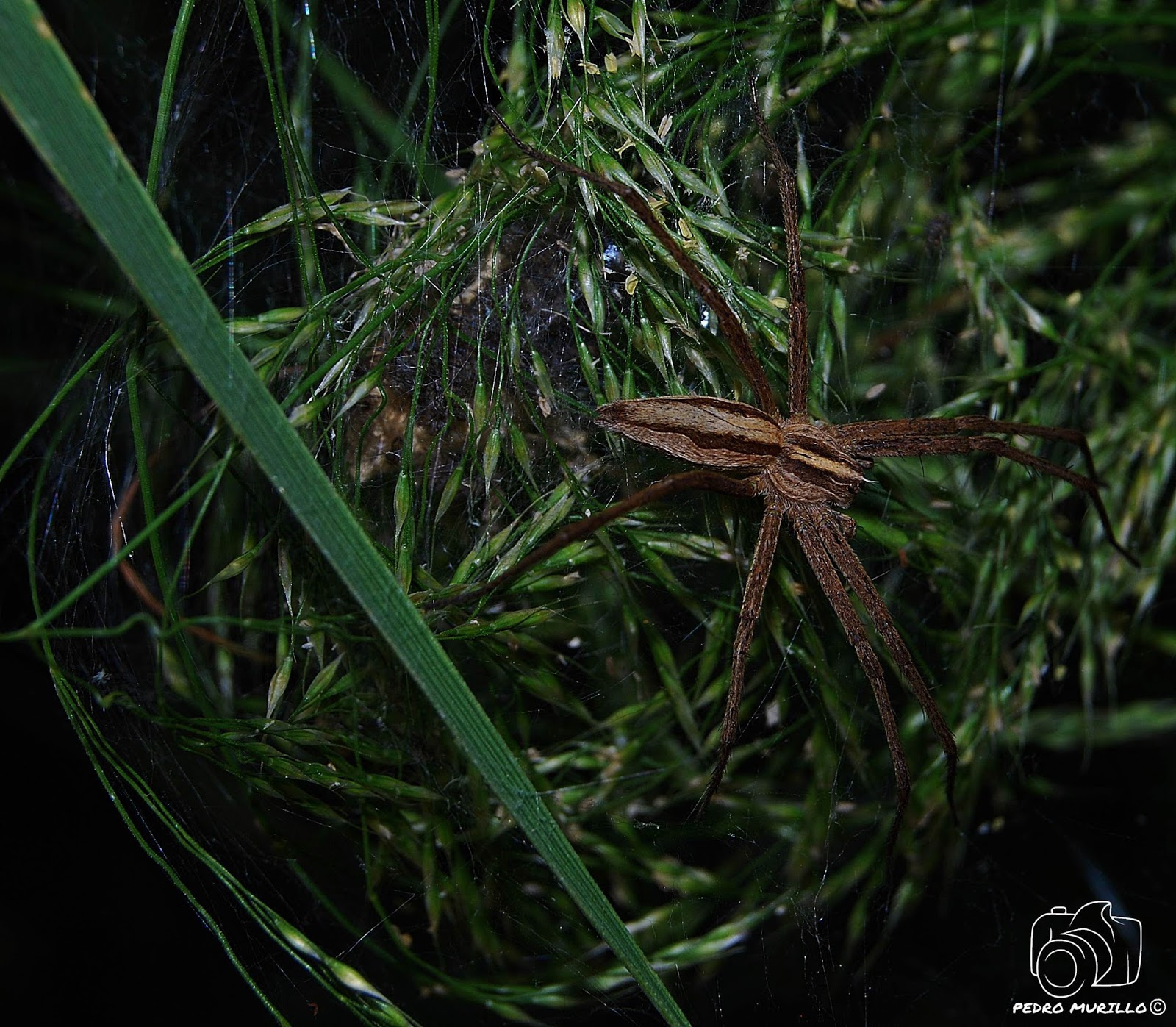 Las excursiones de Murillo "murillonature" Araña Nursery (Pisaura